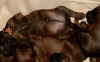 Welpen im Korb Nahaufnahme  Briard Zucht aus L�beck