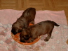Briard Zucht Luebeck