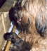 Mutter und Welpe  Briard Zucht aus L�beck
