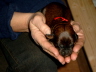 Briard Welpe 1 Tag alt. Briard Zucht aus L�beck