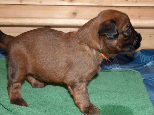 Briard Zuch Lbeck Schleswig Holstein 