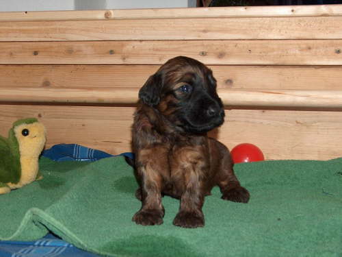 Briard Zuch Lbeck Schleswig Holstein 