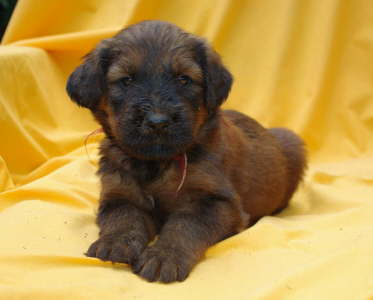 Briard Zucht Lbeck, Schleswig Holstein