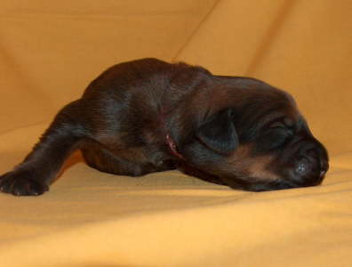 Briard Zucht Lbeck, Schleswig Holstein