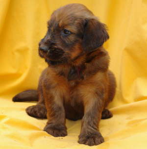 Briard Zucht Lbeck, Schleswig Holstein