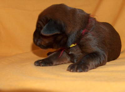 Briard Zucht Lbeck, Schleswig Holstein