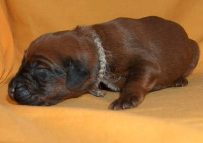 Briard Zucht Lbeck, Schleswig Holstein