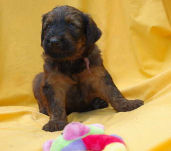 Briard Zucht Lbeck, Schleswig Holstein