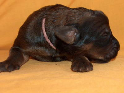 Briard Zucht Lbeck, Schleswig Holstein