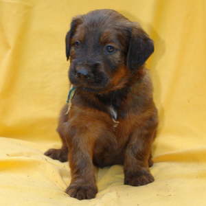 Briard Zucht Lbeck, Schleswig Holstein