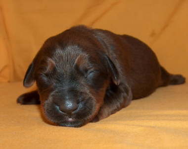 Briard Zucht Lbeck, Schleswig Holstein