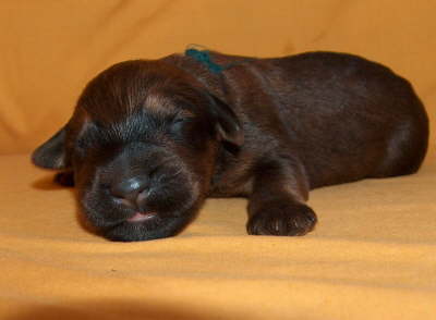 Briard Zucht Lbeck, Schleswig Holstein