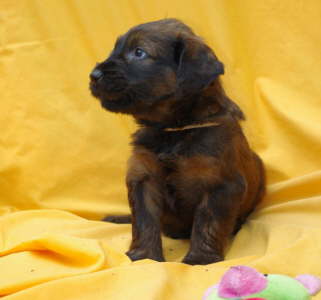 Briard Zucht Lbeck, Schleswig Holstein