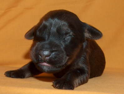 Briard Zucht Lbeck, Schleswig Holstein