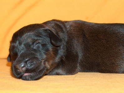 Briard Zucht Lbeck, Schleswig Holstein