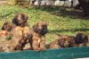 Welpen am Zaun  Briard Zucht aus L�beck