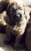 4 Wochen alter Welpe  Briard Zucht aus L�beck
