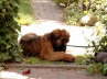 Briard Zucht L�beck, Schleswig-Holstein