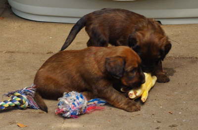 Briard Zucht Lbeck Schleswig Holstein