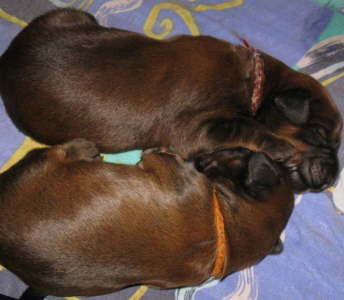 Briard Zucht Lbeck, Schleswig Holstein