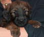 Briard Zucht L�beck