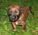 Briard Zucht L�beck