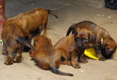 Briard Zucht Lbeck Schleswig Holstein