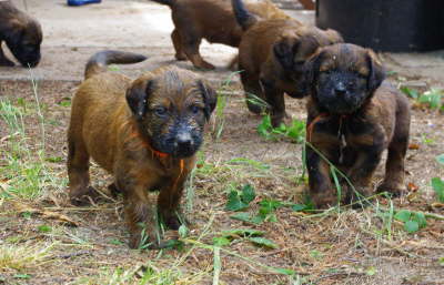 Briard Zucht Lbeck Schleswig Holstein