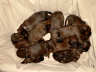 Briard Zucht aus L�beck
