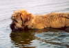 Maja bei den ersten Schwimmversuchen Briard Zucht L�beck