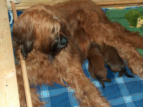 Briard Zuch Lbeck Schleswig Holstein 