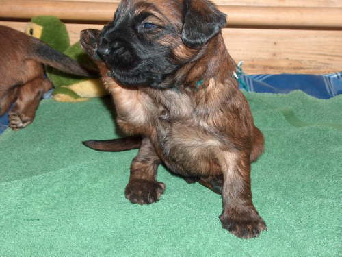 Briard Zuch Lbeck Schleswig Holstein 