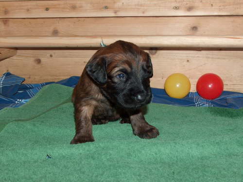 Briard Zuch Lbeck Schleswig Holstein 