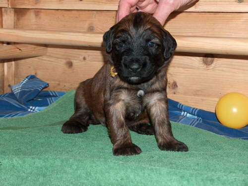 Briard Zuch Lbeck Schleswig Holstein 