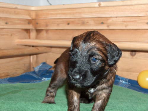 Briard Zuch Lbeck Schleswig Holstein 