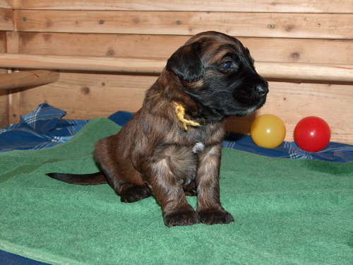 Briard Zuch Lbeck Schleswig Holstein 