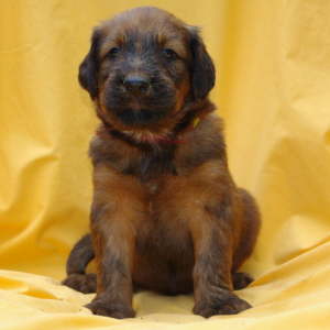 Briard Zucht Lbeck Schleswig Holstein