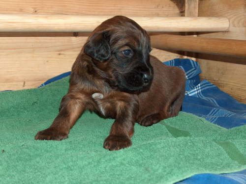 Briard Zuch Lbeck Schleswig Holstein 