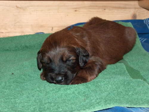 Briard Zuch Lbeck Schleswig Holstein 