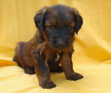 Briard Zucht Lbeck Schleswig Holstein