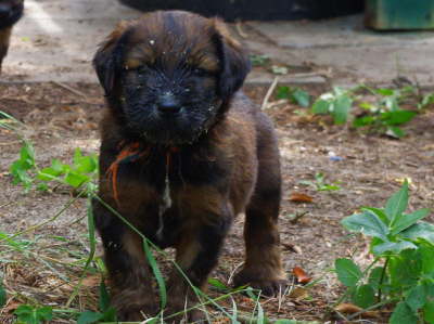 Briard Zucht Lbeck Schleswig Holstein