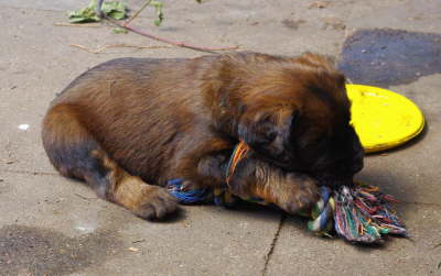 Briard Zucht Lbeck Schleswig Holstein