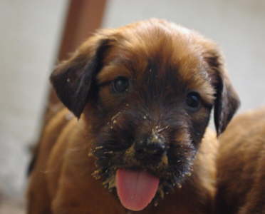 Briard Zucht Lbeck Schleswig Holstein