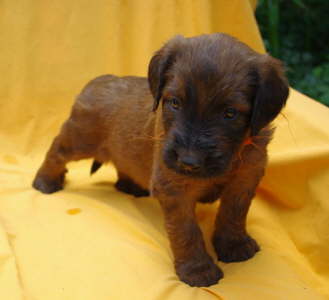 Briard Zucht Lbeck Schleswig Holstein