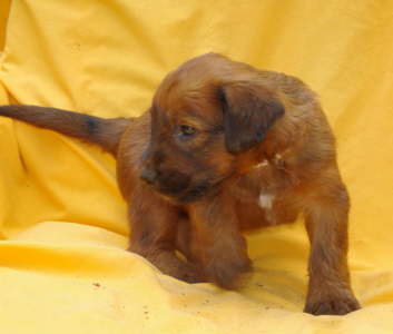 Briard Zucht Lbeck Schleswig Holstein