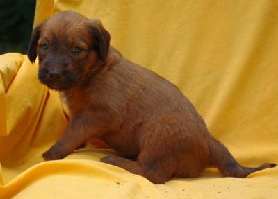 Briard Zucht Lbeck Schleswig Holstein