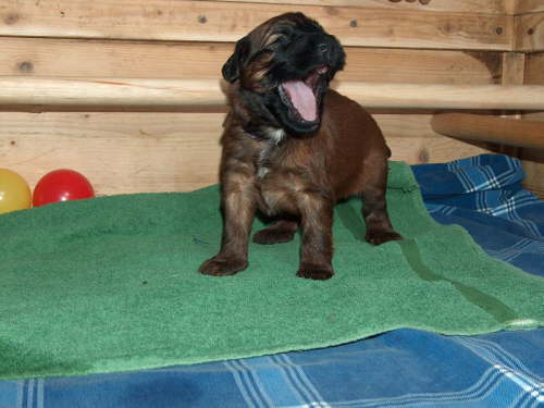 Briard Zuch Lbeck Schleswig Holstein 