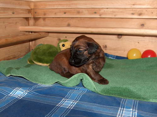 Briard Zuch Lbeck Schleswig Holstein 