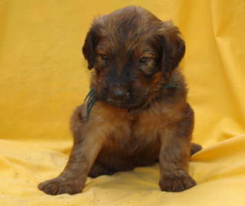 Briard Zucht Lbeck Schleswig Holstein