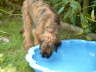 Briard Zucht L�beck, Schleswig-Holstein